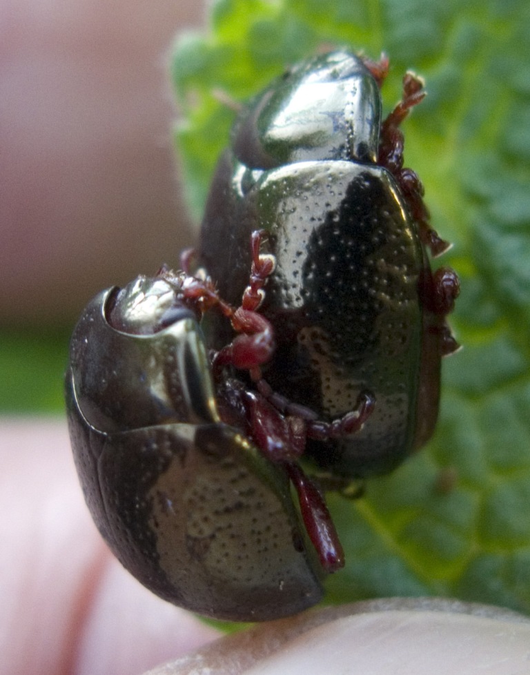 Ritardatari ? Chrysolina bankii